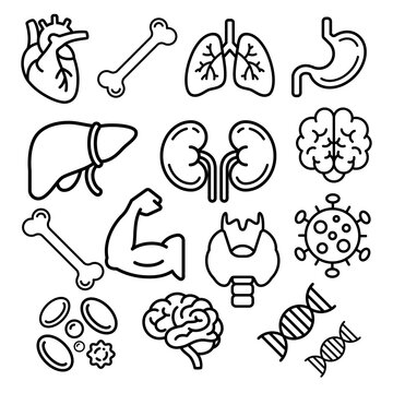 Human Anatomy Internal Organs Medical Line Icon Set Vector