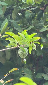 Sugar apple fruit hanging on tree branch with green leaves
