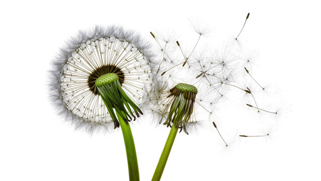 Isolated dandelion seed heads, one intact and one dispersing flying seeds in the wind