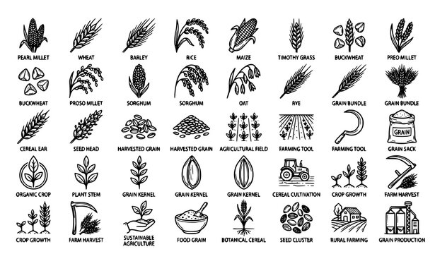 Cereals Doodle Icons Set with Wheat Rice Barley Maize Sorghum and Grain Plants