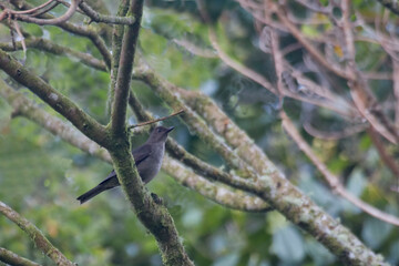 Fototapeta premium Mountain Thrush, Turdus plebejus, perched in a tree