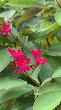 Vibrant pink Spicy Jatropha flowers blooming in a tropical garden.
