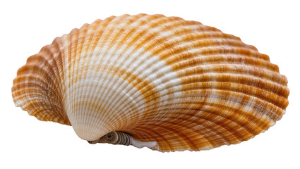 Isolated beautiful orange and white natural striped ridged seashell, a beach souvenir © Oisin