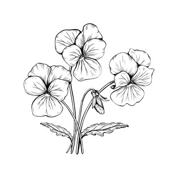 Hand drawn pansy flowers and bud bouquet with stems and leaves vector illustration. Black and white ink sketch of blooming viola tricolor bunch isolated on white background. Botanical floral element.