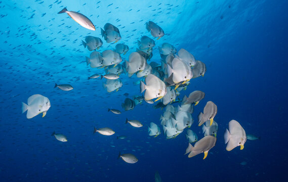 School of batfish swimming gracefully in clear blue tropical waters