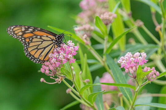 Orange monarch butterfly feeding from pink milkweed flowers in garden