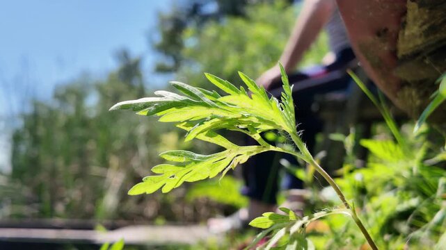 Close-up of bright green wild plant leaves with a person passing in the background