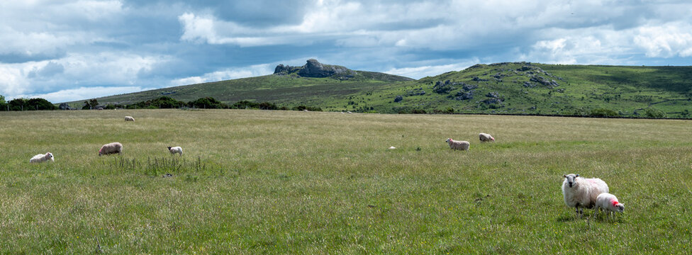 sheep graze in meadows of dartmoor national park in devon
