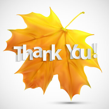 Realistic yellow maple leaf with thank you text illustration on a white background