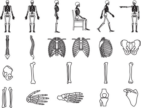 A collection of anatomical illustrations depicting the human skeletal system, showcasing various bones, the spine, rib cage, and pelvis from different angles.