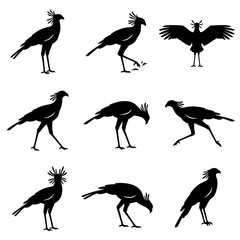 Obraz premium Secretarybird Silhouette Set of African Raptor in Various Poses