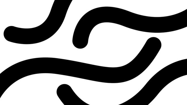 Animated black decorative wavy lines is drawn. Linear background. Looped video. Vector illustration isolated on white background.