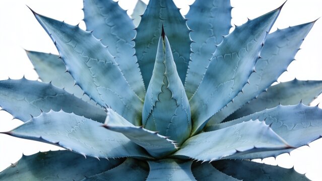 Close-up of blue agave succulent plant leaves with succulent, botanical