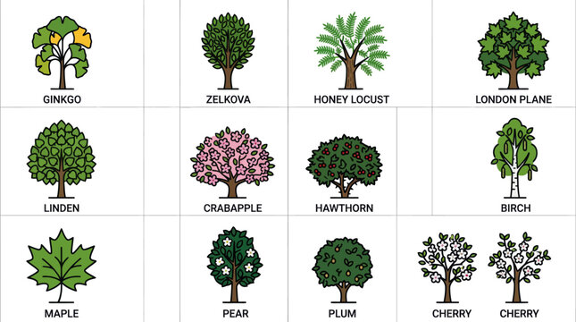 Educational grid of various tree species with names for botany study