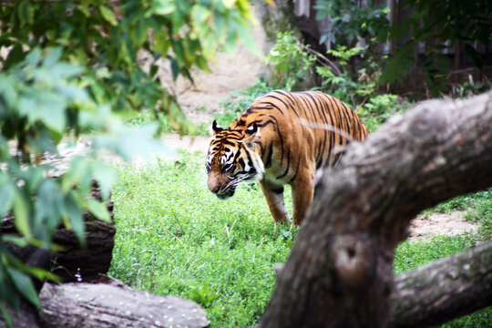 The Tiger In The Forest