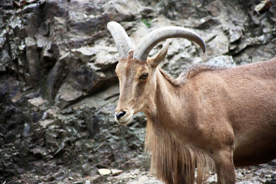 Mountain Goat