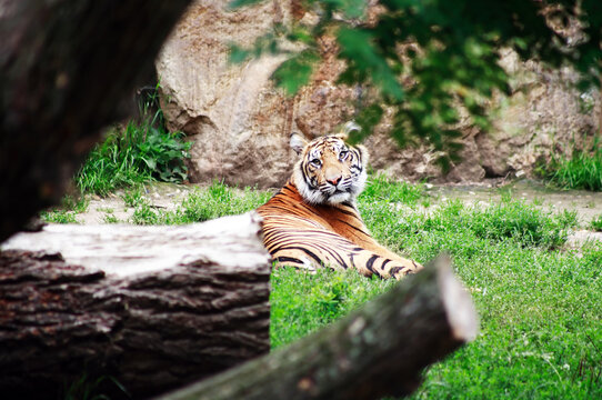 The Tiger In The Forest