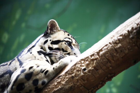 Leopard On A Tree