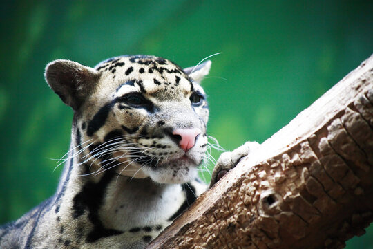 Leopard On A Tree