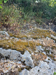 Naklejka premium Mossy rock surface in nature with wild foliage