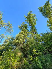 Fototapeta premium Looking up at green tree canopy under blue sky