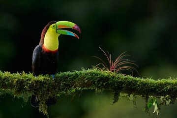 Obraz premium Keel-billed Toucan (Ramphastos sulfuratus) perched on a moss-covered branch in the tropical rainforest of Costa Rica, with colorful bill and natural green background.