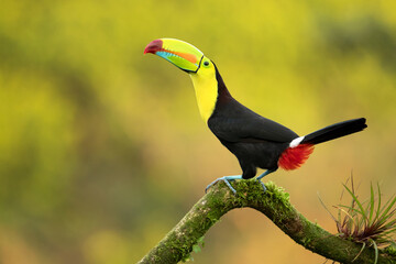 Fototapeta premium The keel-billed toucan (Ramphastos sulfuratus), also known as rainbow-billed toucan or sulphur-breasted toucan