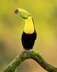 The keel-billed toucan (Ramphastos sulfuratus), also known as rainbow-billed toucan or sulphur-breasted toucan © Milan