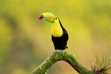 The keel-billed toucan (Ramphastos sulfuratus), also known as rainbow-billed toucan or sulphur-breasted toucan © Milan