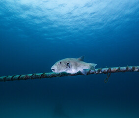 Puffer fish swimming near a coral reef in tropical ocean © Petcharat