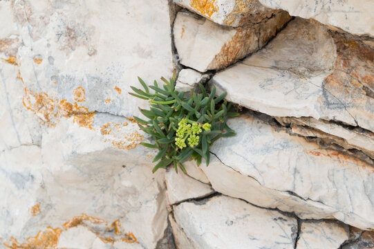 Wild rock samphire (Crithmum maritimum) growing in coastal limestone on the Adriatic Sea, Croatia