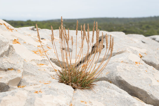 Mediterranean wild plant on limestone rocks along the Adriatic coast, Croatia
