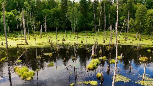 Aerial view of wetlands with dead trees, lush green forest on the horizon, and sky reflections in the dark water. Natural, atmospheric