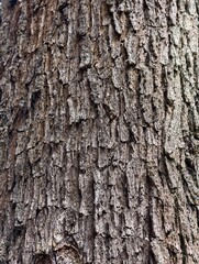 Naklejka premium Rough pine tree bark texture background with detailed deep grooves
