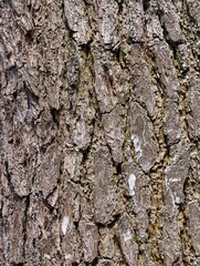 Fototapeta premium Macro texture background of rough brown pine tree bark pattern.