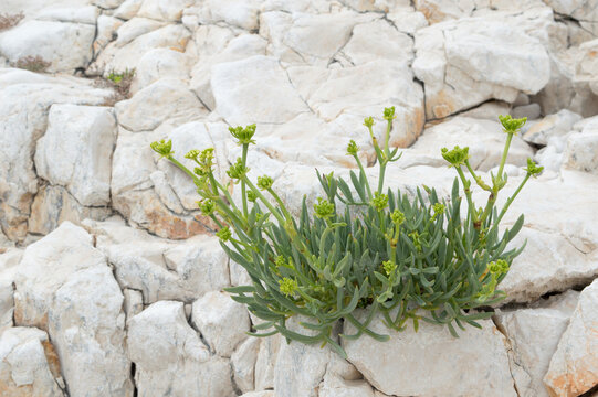 Wild rock samphire (Crithmum maritimum) growing in coastal limestone on the Adriatic Sea, Croatia