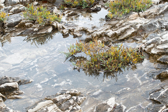 Glasswort (Salicornia sp.) growing in a seawater-filled limestone rock pool on Dugi Otok, Croatia