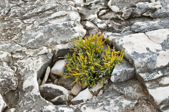 Glasswort (Salicornia sp.) growing among coastal limestone rocks on Dugi Otok island, Croatia