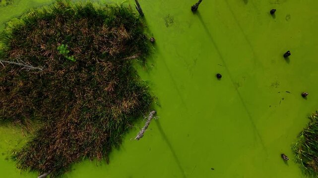 An aerial video showcase a vibrant green swamp, covered in algae, with dead trees and grass visible. The mood is eerie and beautiful. Good for nature, environment, and documentary projects