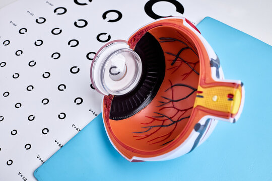 Human eyeball cross section showing retina and lens with a visual acuity chart. Eye examination and ophthalmology concep