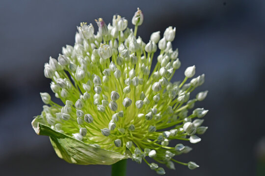 spring onion with flower and blurred background