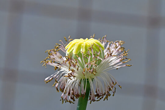 opium poppy capsule in a garden with faded flower