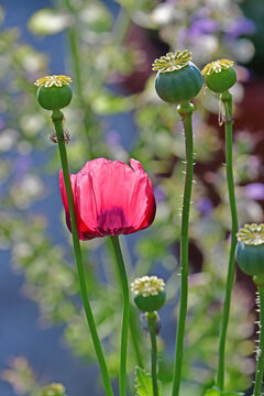 opium poppy flower in a German garden in summer