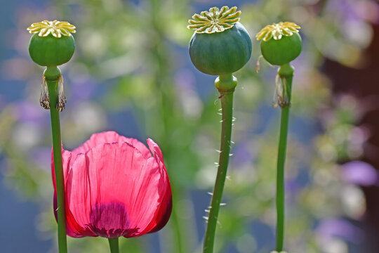 opium poppy flower in a German garden in summer
