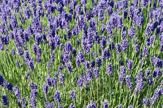 lavender, flower of the medicinal herb
