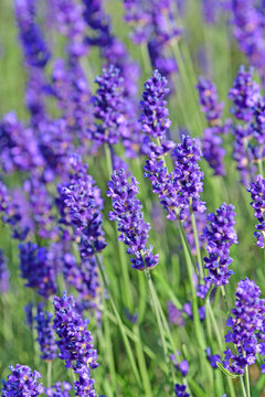 lavender, flower of the medicinal herb