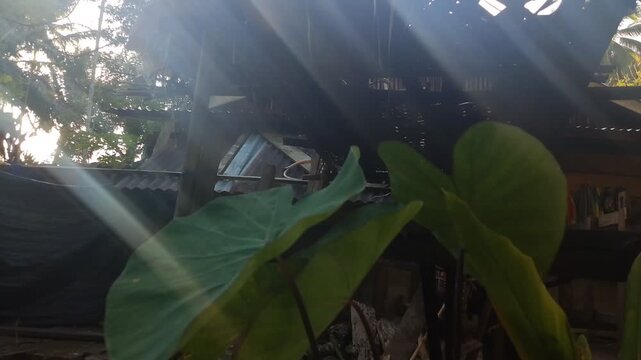 Late afternoon sunlight behind the house with beautiful taro plants