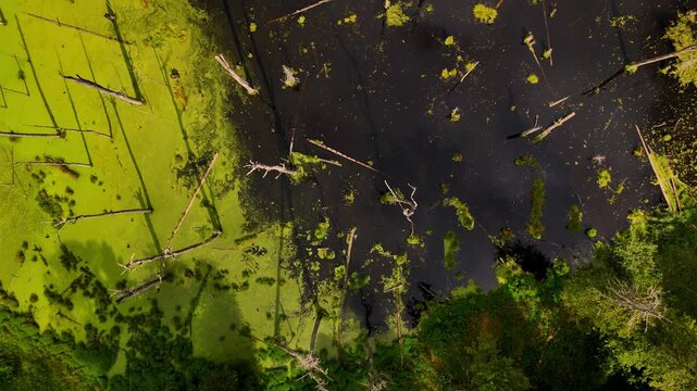 Aerial View of a Dark Swamp and Lush Wetlands with Green Duckweed and Decayed Trees from Above