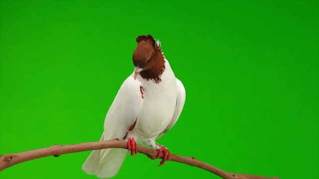 White pigeon perched on tree branch with green screen background, realistic dove bird footage for chroma key editing, isolated 4k wildlife video