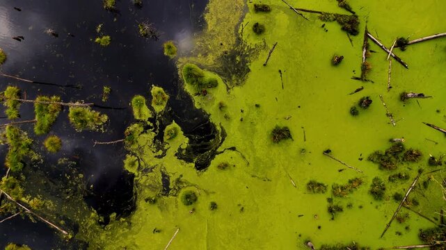 Aerial Top Down View of Green Algae Covered Marsh Water and Dark Water Transition with Fallen Trees and Vegetation